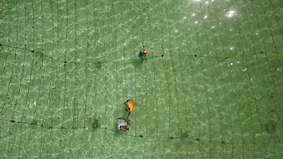 Sponge Farming aus der Luft