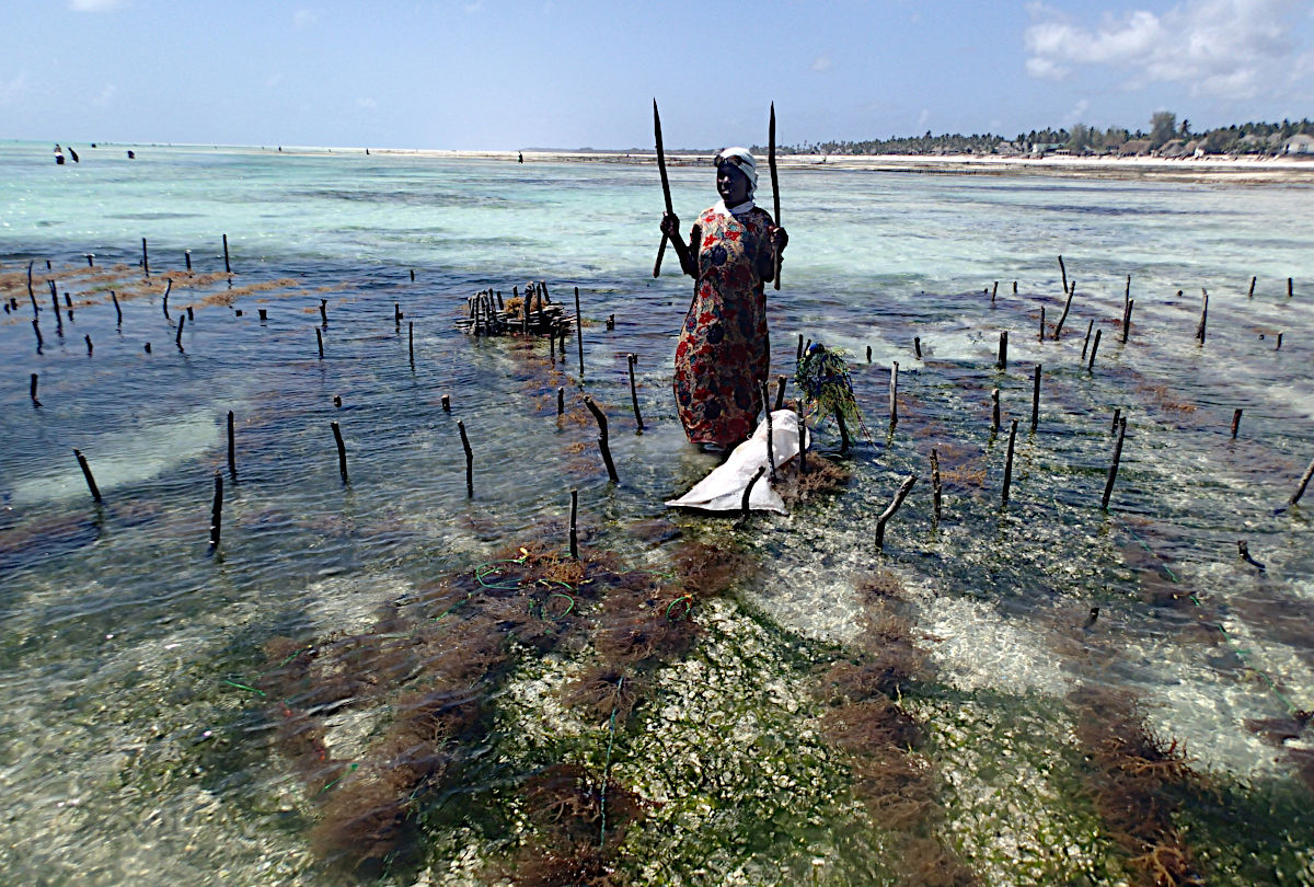 Seaweed Farmer