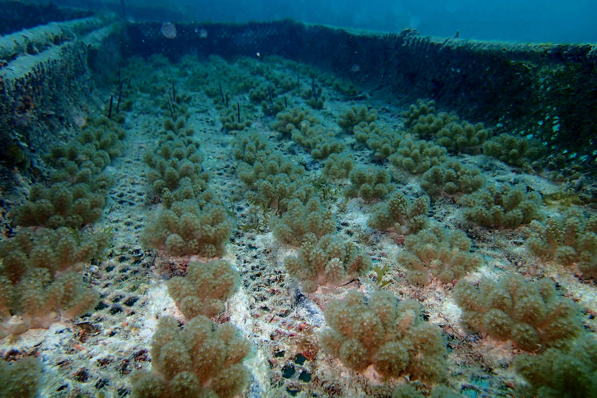 Cultivate Soft Corals