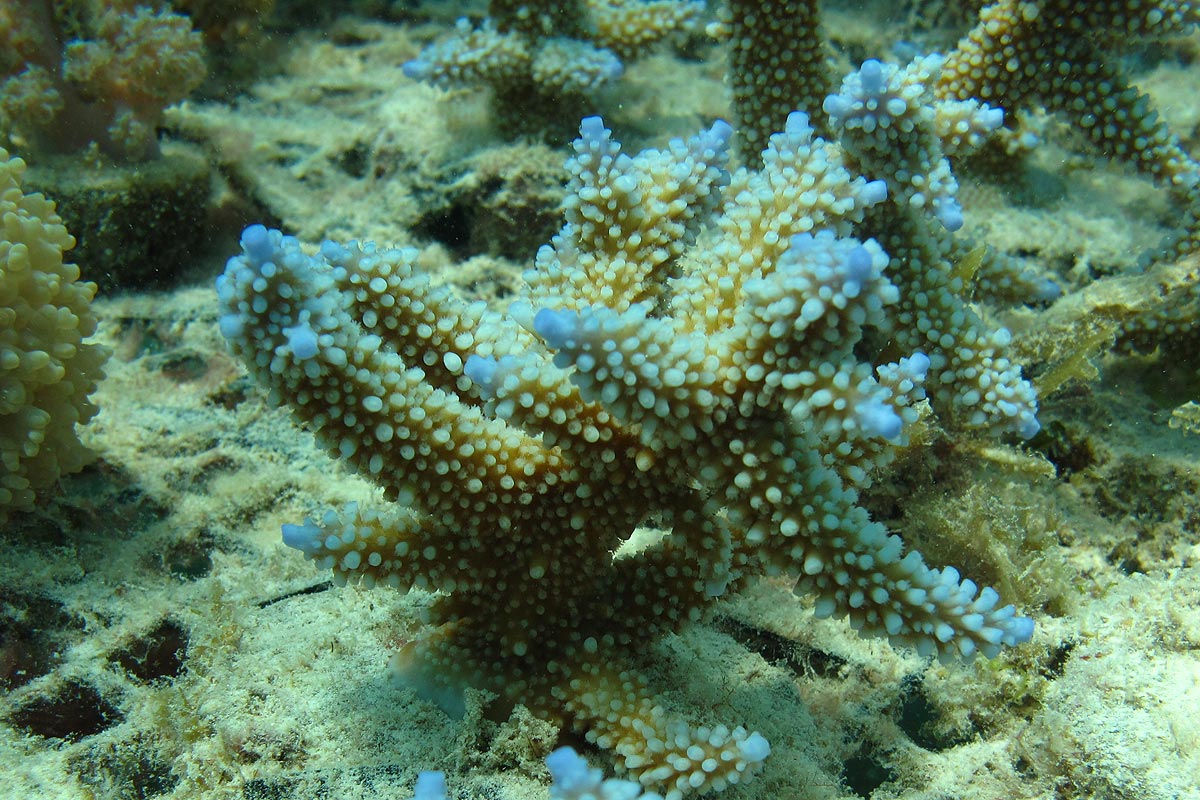 Acropora Staghorn