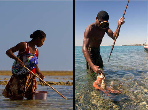 Octopus Catch