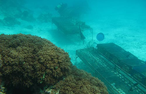 Coralfarm Jambiani