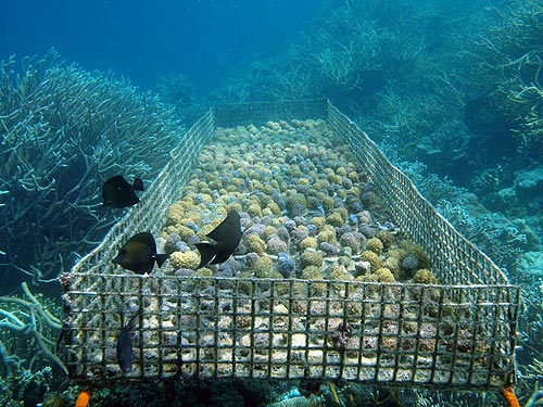 Gonlopora Coral Table Micronesia