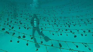 The hanging garden from Zanzibar