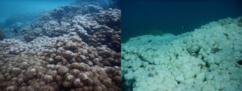 Housereef before & after