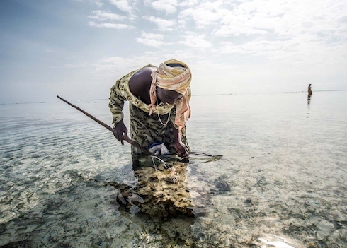 Octopus hunter in action in Bwejuu