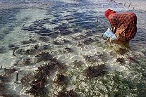 Seaweed Planting